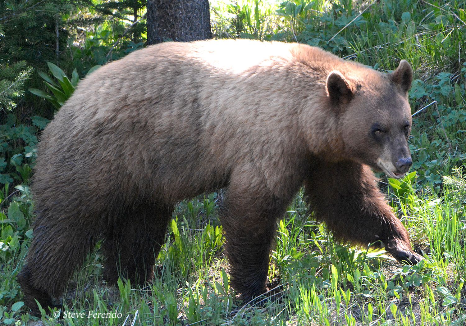 "Natural World" Through My Camera Cinnamon Phase Black Bear, Grand Teton National Park